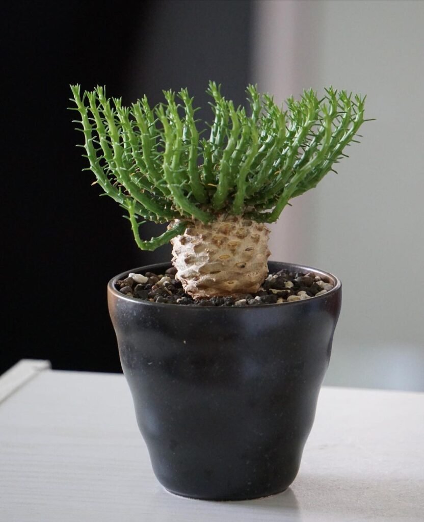The Ultimate Guide To Caring For Medusa Hair Succulent (Euphorbia Flanaganii)