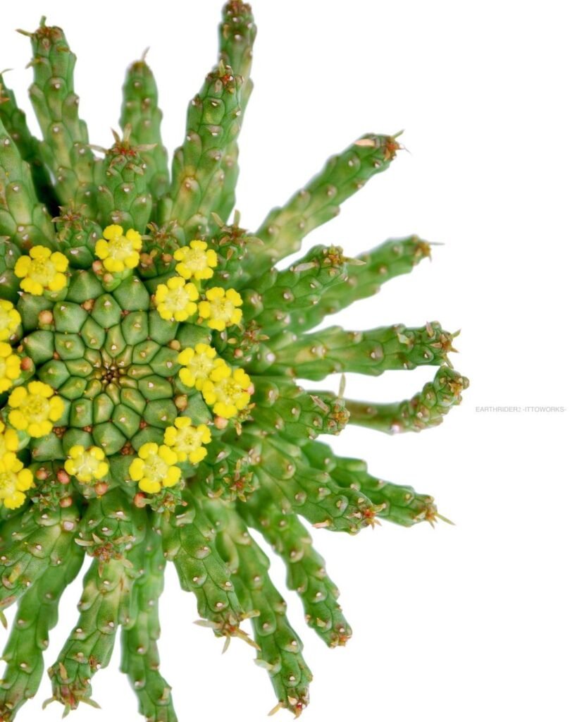 The Ultimate Guide To Caring For Medusa Hair Succulent (Euphorbia Flanaganii)