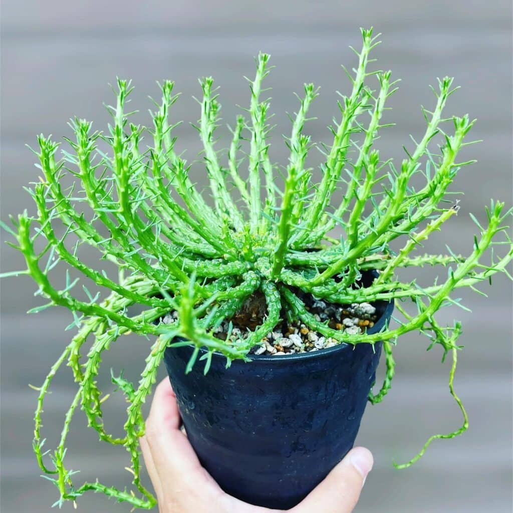 The Ultimate Guide To Caring For Medusa Hair Succulent (Euphorbia Flanaganii)