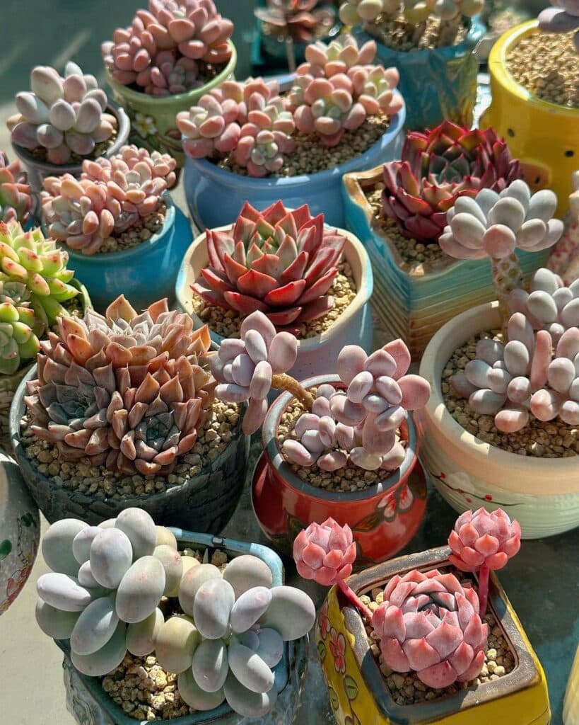 When To Bring Succulents Inside: A Comprehensive Guide