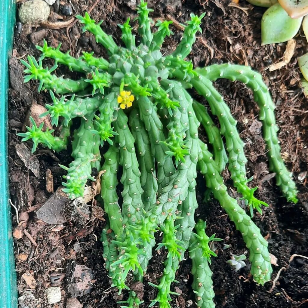 The Ultimate Guide To Caring For Medusa Hair Succulent (Euphorbia Flanaganii)