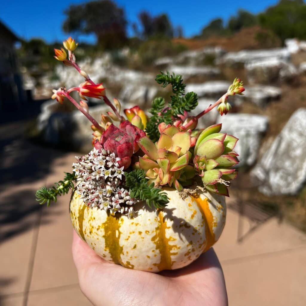 The Ultimate Guide To Crafting Your Own Succulent Pumpkins: A Fall Sensation