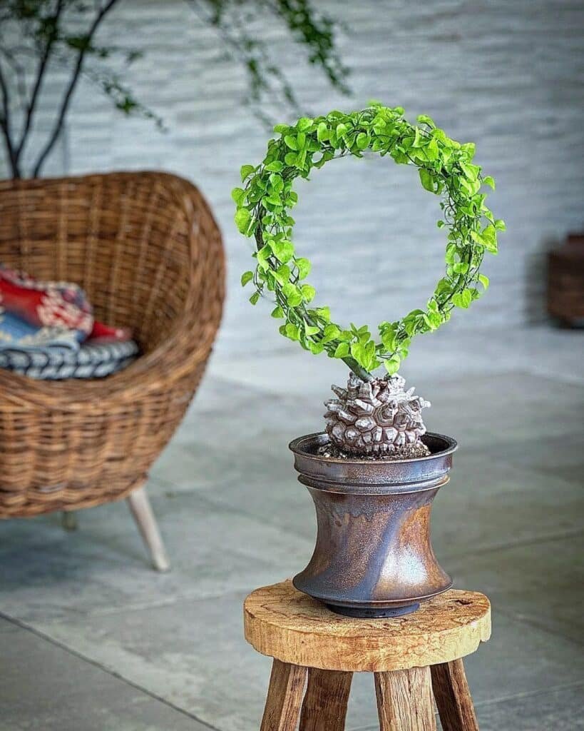 The Ultimate Guide To Caring For Elephant's Foot Succulent