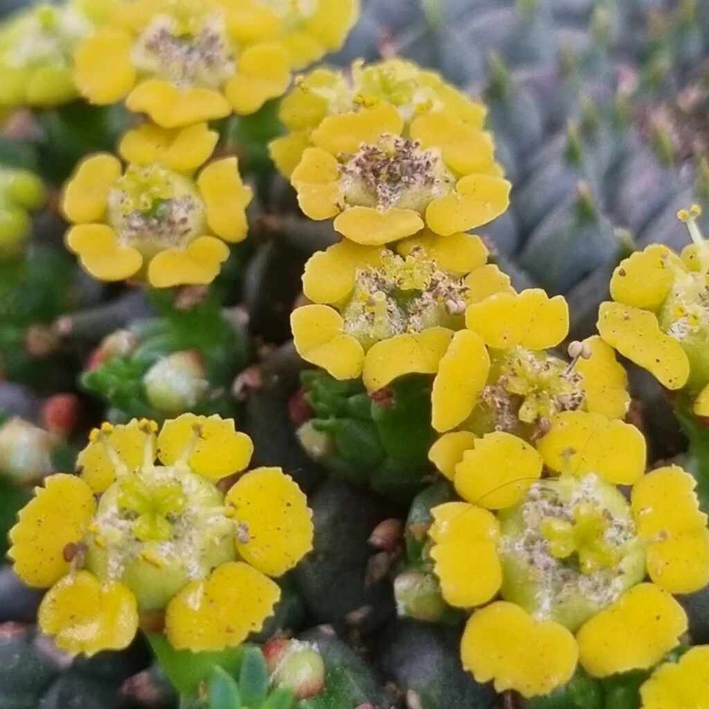 The Ultimate Guide To Caring For Medusa Hair Succulent (Euphorbia Flanaganii)