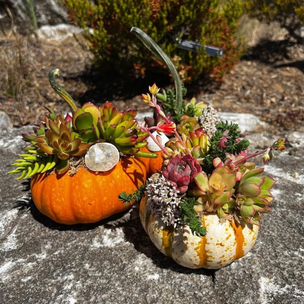 The Ultimate Guide To Crafting Your Own Succulent Pumpkins: A Fall Sensation