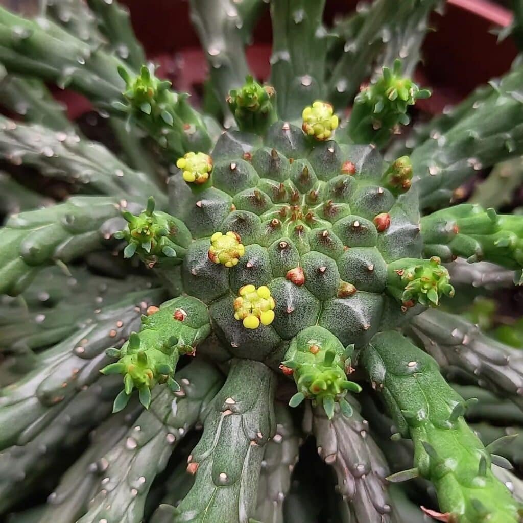 The Ultimate Guide To Caring For Medusa Hair Succulent (Euphorbia Flanaganii)