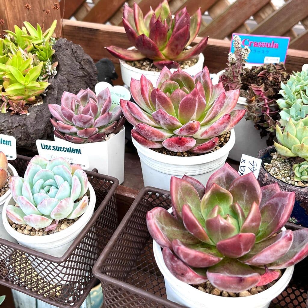 When To Bring Succulents Inside: A Comprehensive Guide