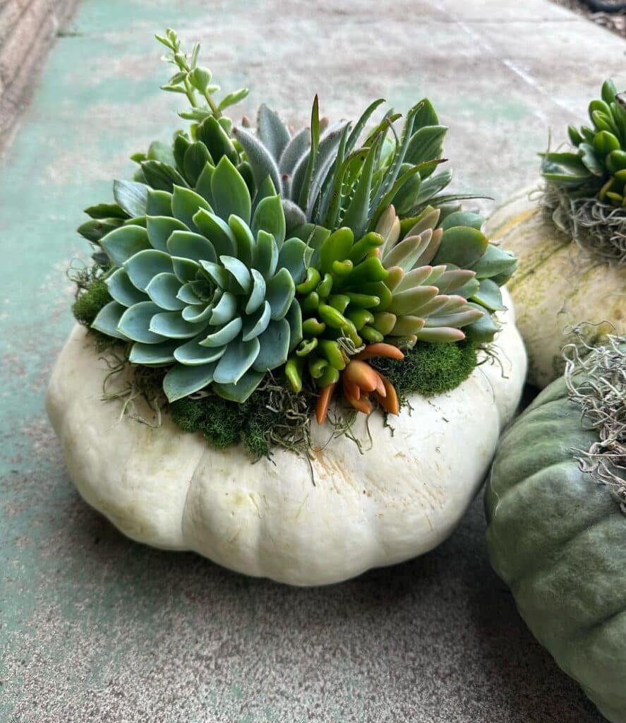 The Ultimate Guide To Crafting Your Own Succulent Pumpkins: A Fall Sensation