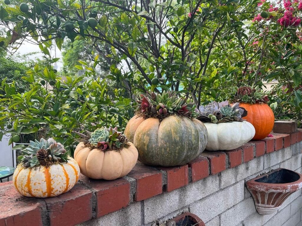The Ultimate Guide To Crafting Your Own Succulent Pumpkins: A Fall Sensation