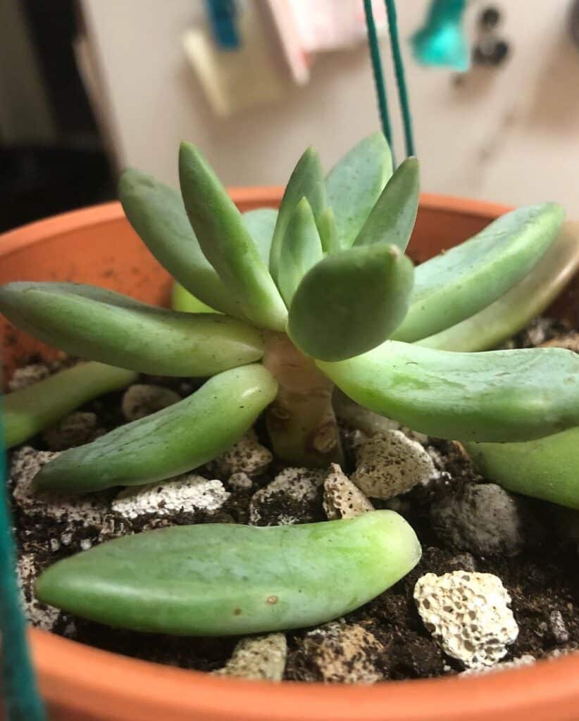 Understanding And Fixing Etiolated Succulents