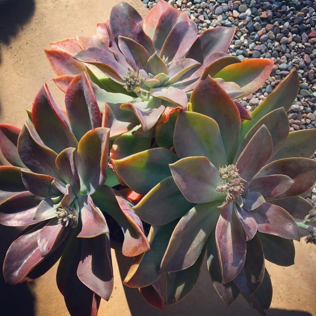The Comprehensive Guide To Fred Ives Succulents