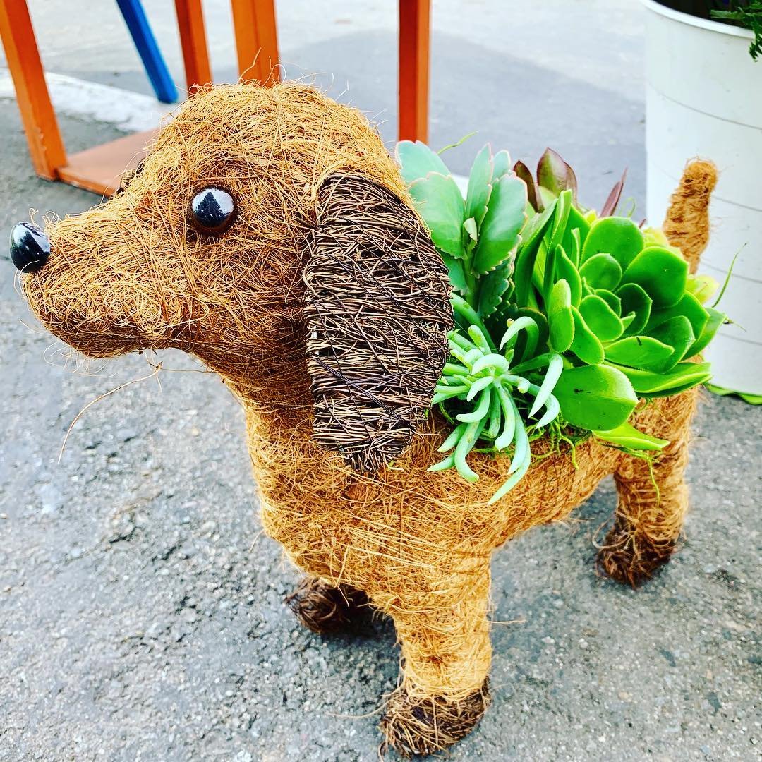 Image showcasing Are Succulents Safe For Dogs? A Comprehensive Guide