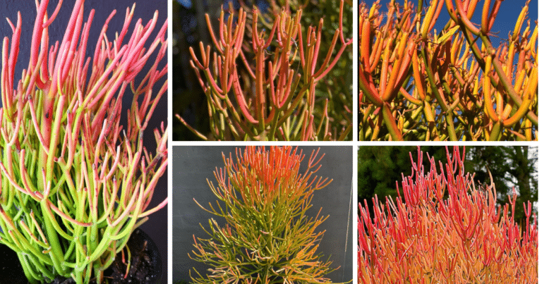 Fire Stick Succulent: A Vibrant Burst Of Color In Your Garden