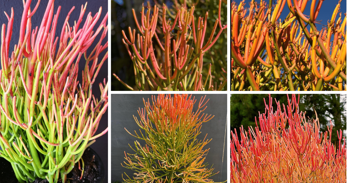 Fire Stick Succulent: A Vibrant Burst Of Color In Your Garden