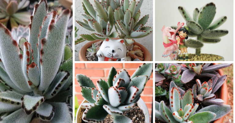 Teddy Bear Succulent