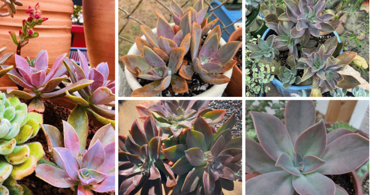 The Comprehensive Guide To Fred Ives Succulents