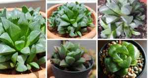 The Ultimate Guide To Caring For Haworthia Retusa: The Star Cactus