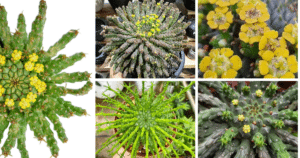 The Ultimate Guide To Caring For Medusa Hair Succulent (Euphorbia Flanaganii)