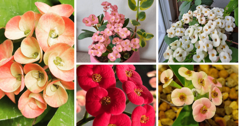 The Ultimate Guide To Growing And Caring For Crown Of Thorns (Euphorbia Milii)