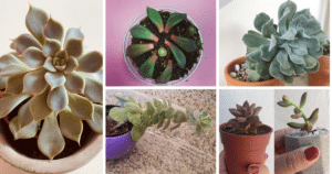 Understanding And Fixing Etiolated Succulents