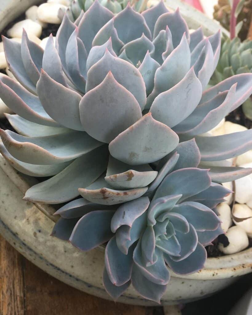 The Enchanting World Of The Morning Beauty Succulent: An In-Depth Guide
