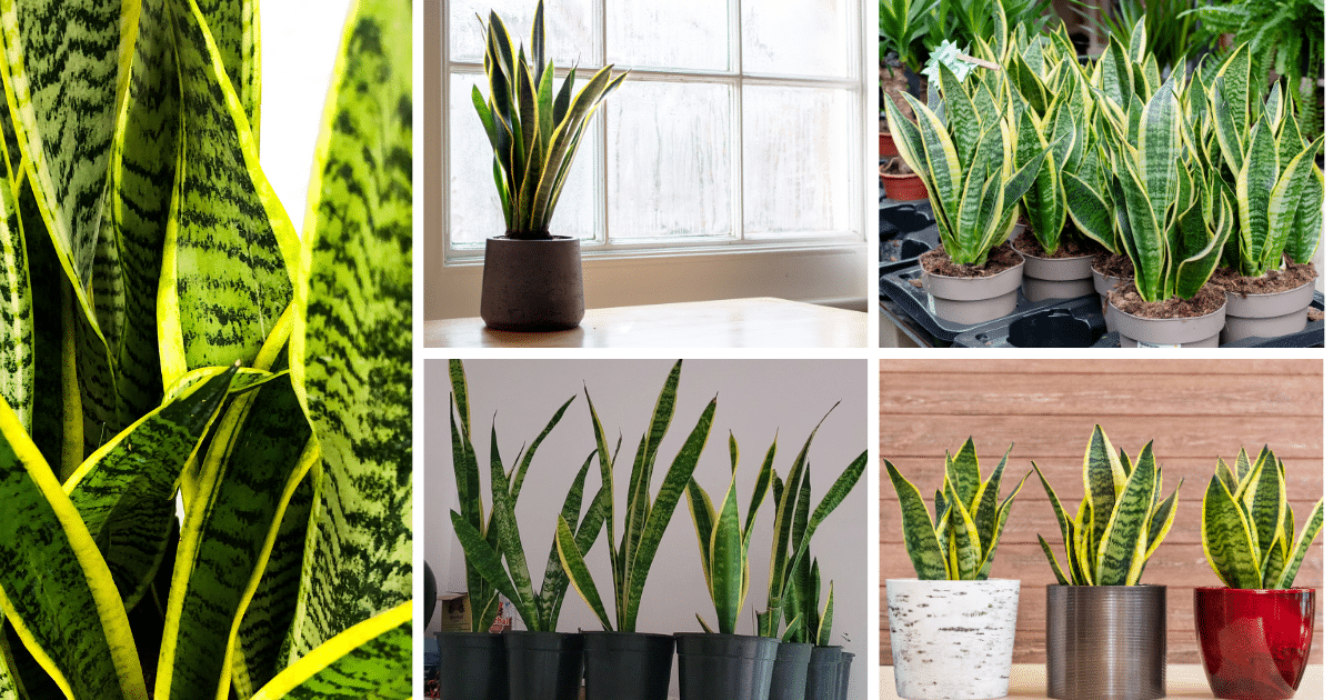 Are Snake Plants Toxic To Cats