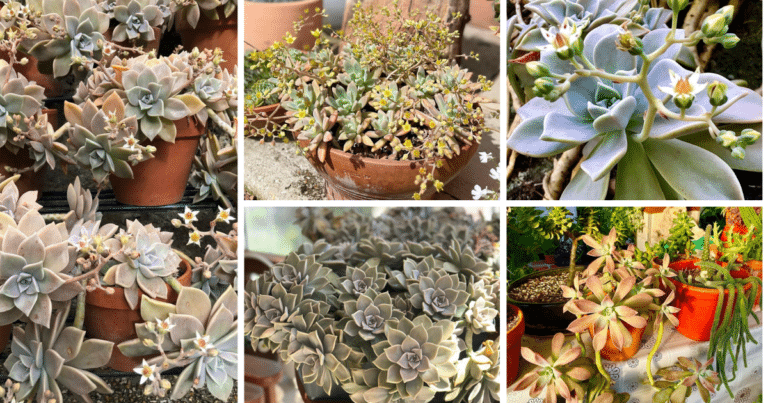 Graptopetalum Paraguayense: The Enigmatic Ghost Plant Succulent