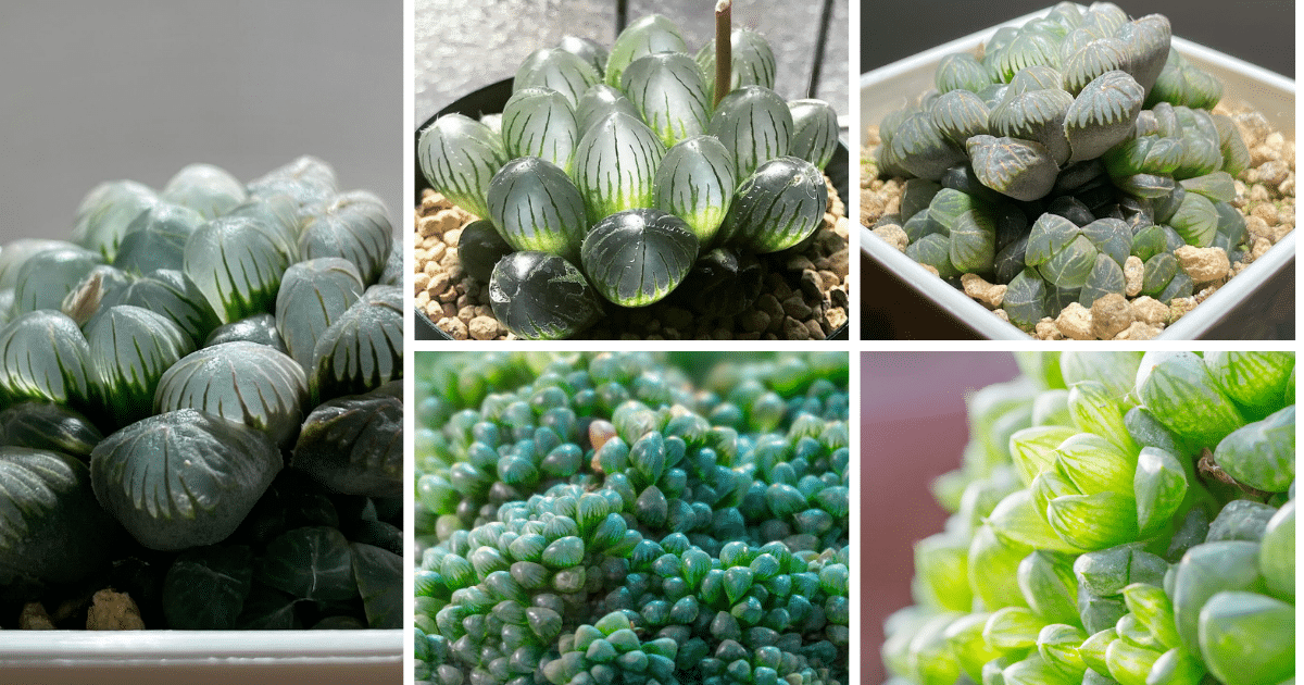 How To Grow And Care For Haworthia Cooperi: A Comprehensive Guide