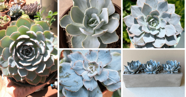 Morning Beauty Succulent