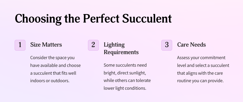 Succulent Care For Beginners