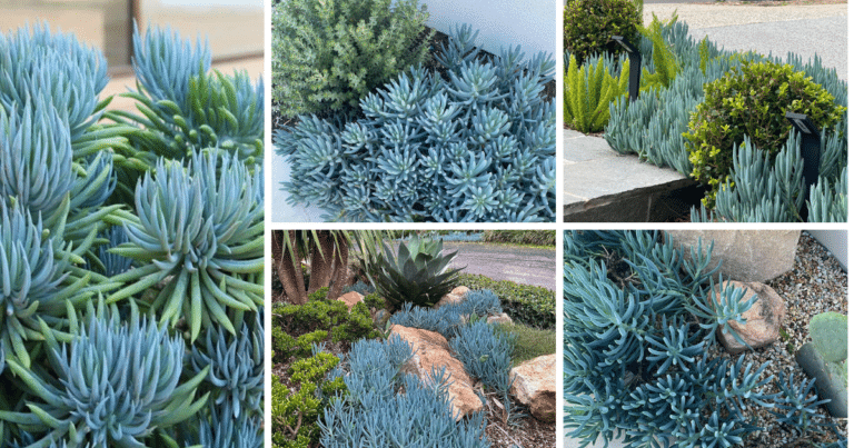 The Comprehensive Guide To Blue Chalk Stick Succulents