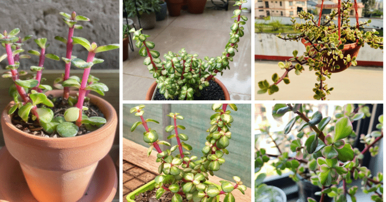 The Comprehensive Guide To Caring For The Rainbow Bush Succulent