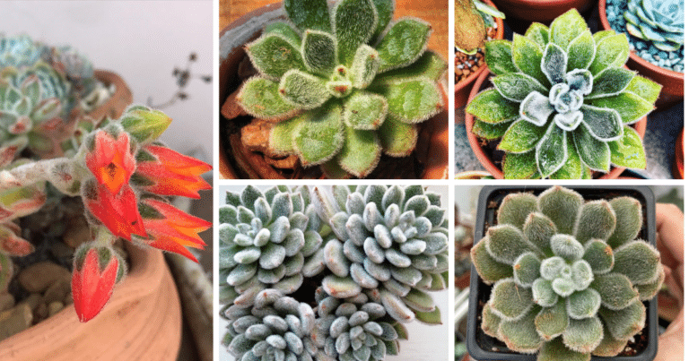 The Comprehensive Guide To Doris Taylor Succulent: Nature's Soft Marvel