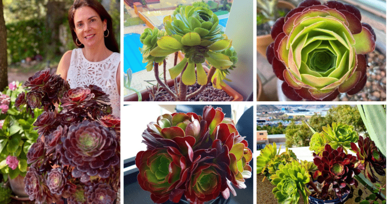 The Comprehensive Guide To The Irish Rose Succulent (Aeonium Arboreum)