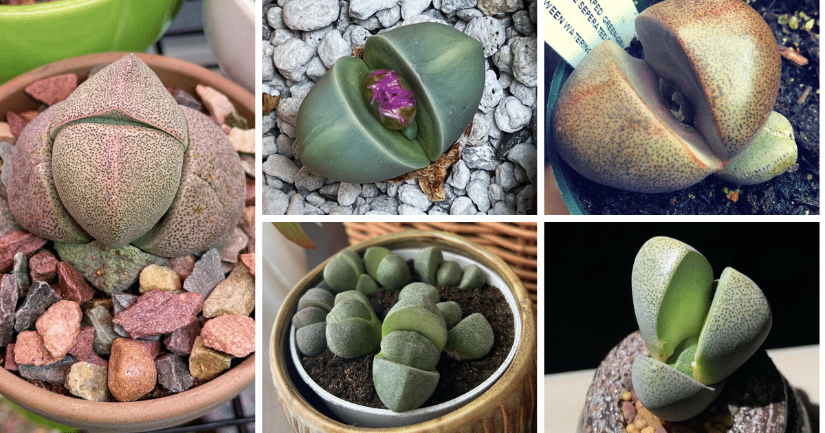 The Comprehensive Guide To The Split Rock Succulent