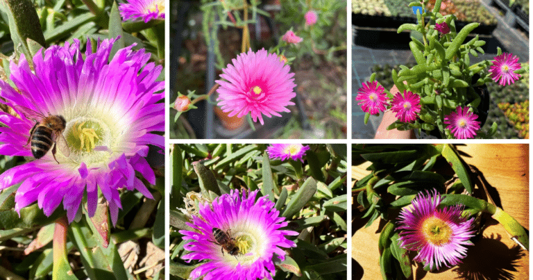 The Comprehensive Guide to Pig Face Succulent