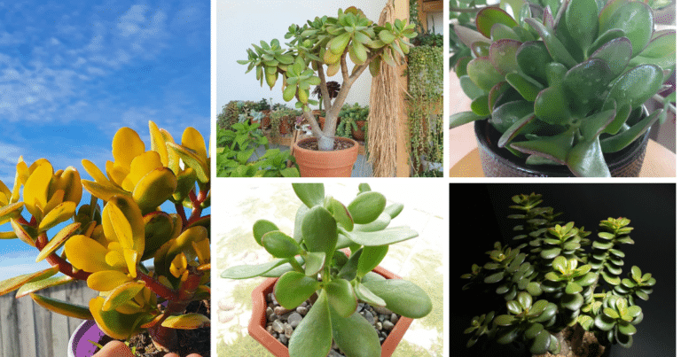 The Ultimate Guide To The Money Tree Succulent: Care, Significance, And More
