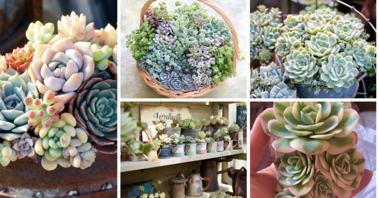 Understanding Succulents: What Temperature Can Succulents Tolerate?