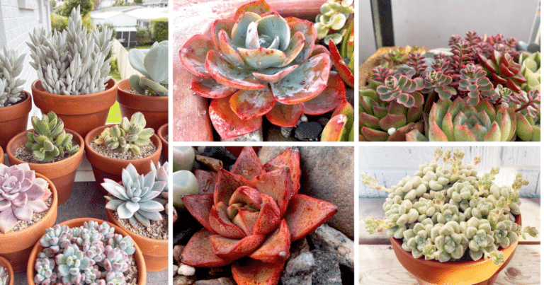 Will Succulents Survive Winter? A Comprehensive Guide