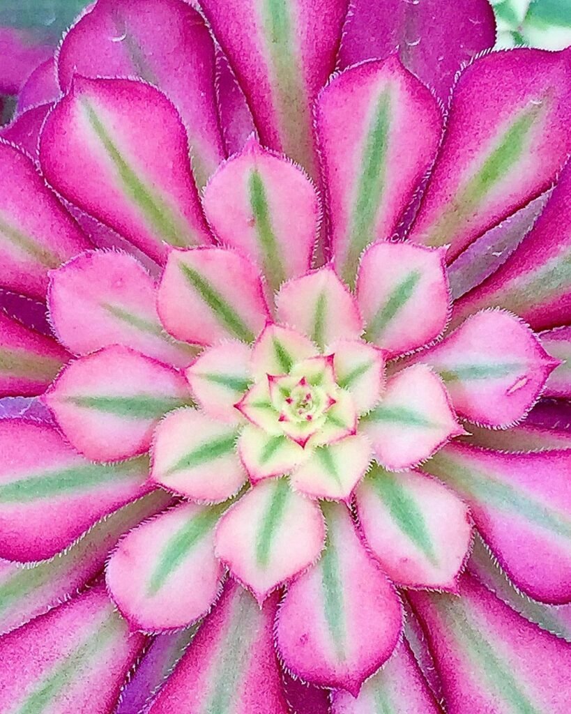 Do Succulents Like Humidity? A Comprehensive Guide