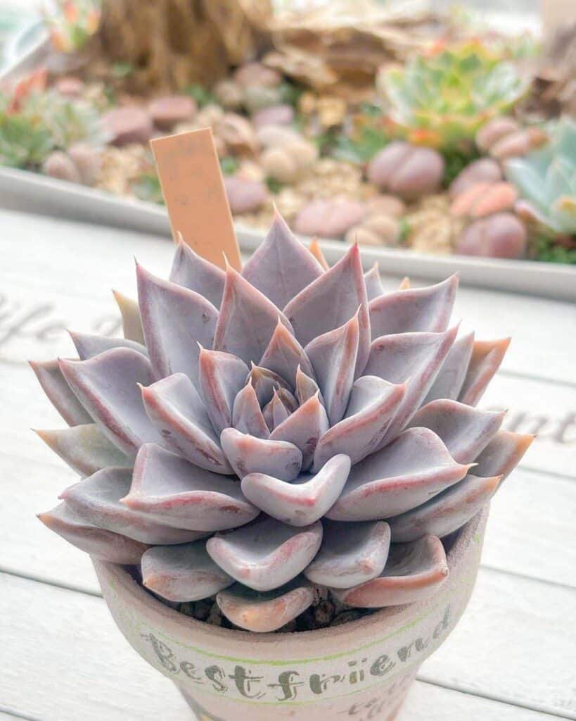 Do Succulents Need Drainage? A Comprehensive Guide to Succulent Care