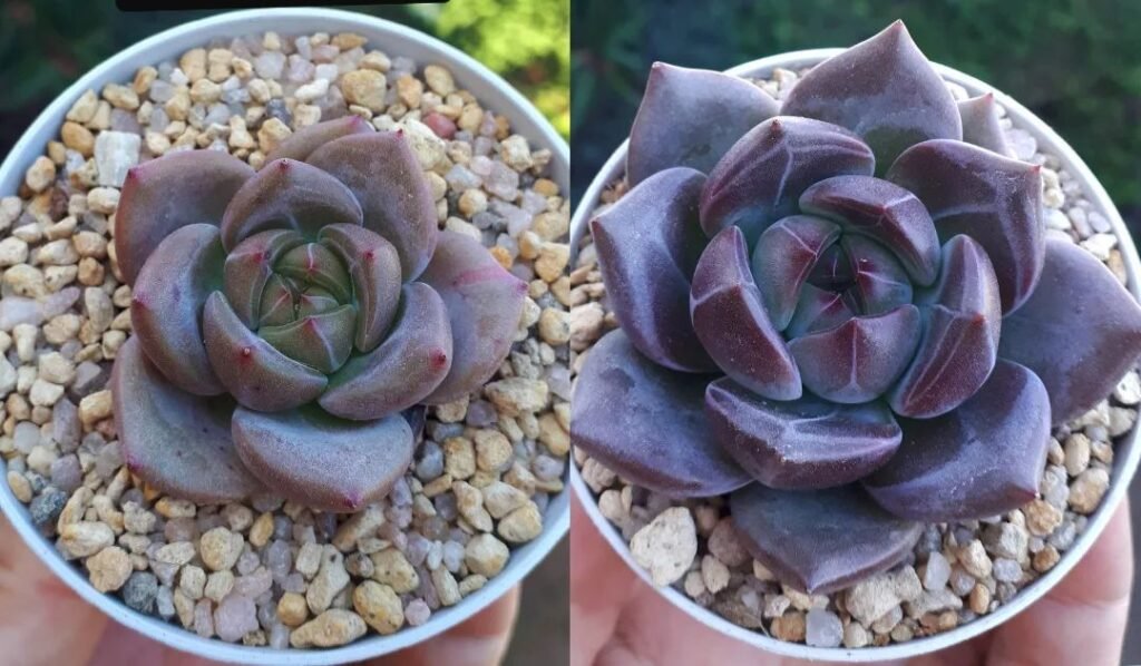 Do Succulents Need Drainage? A Comprehensive Guide to Succulent Care