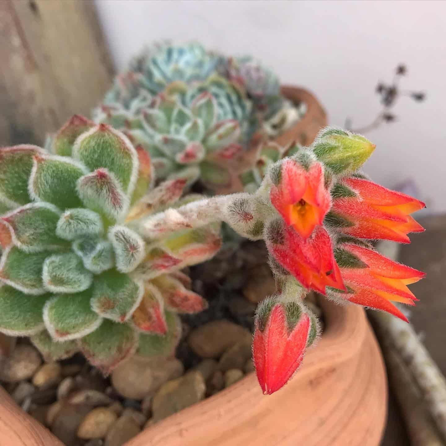 The Comprehensive Guide To Doris Taylor Succulent: Nature's Soft Marvel