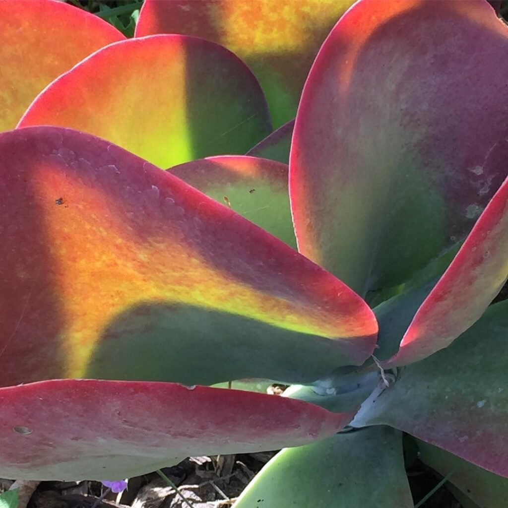 7 Amazing Facts About Flapjack Succulents You Didn't Know!