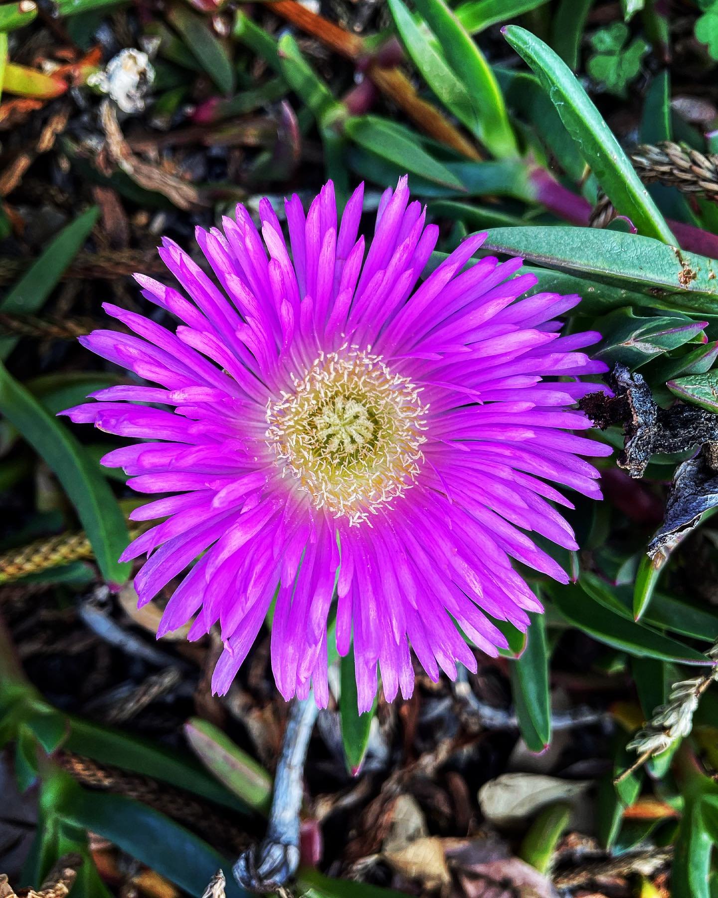 The Comprehensive Guide To Pig Face Succulent