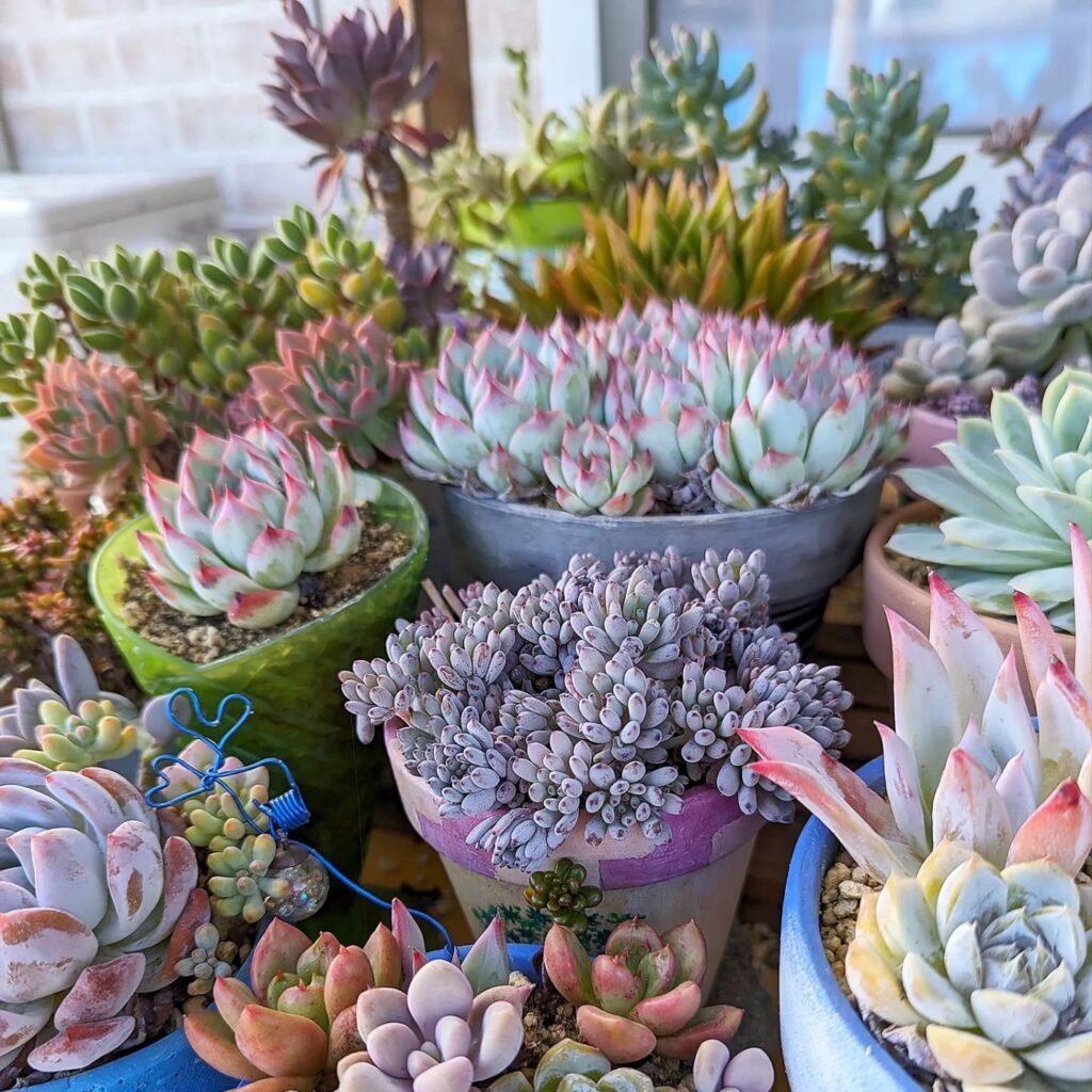 Do Succulents Like Humidity? A Comprehensive Guide