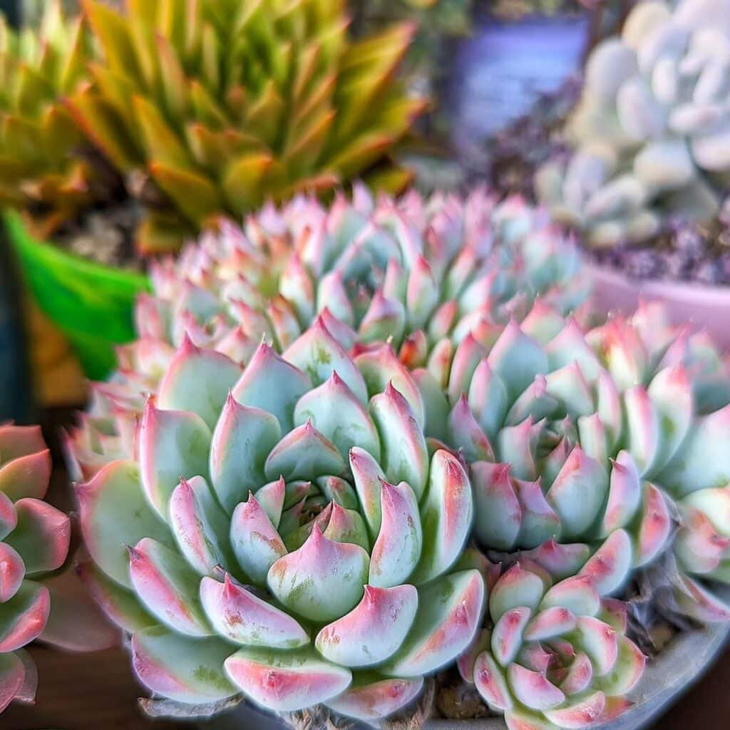 Do Succulents Like Humidity? A Comprehensive Guide