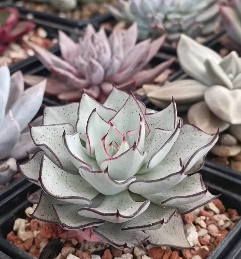 Common Succulent House Plants: A Detailed Exploration