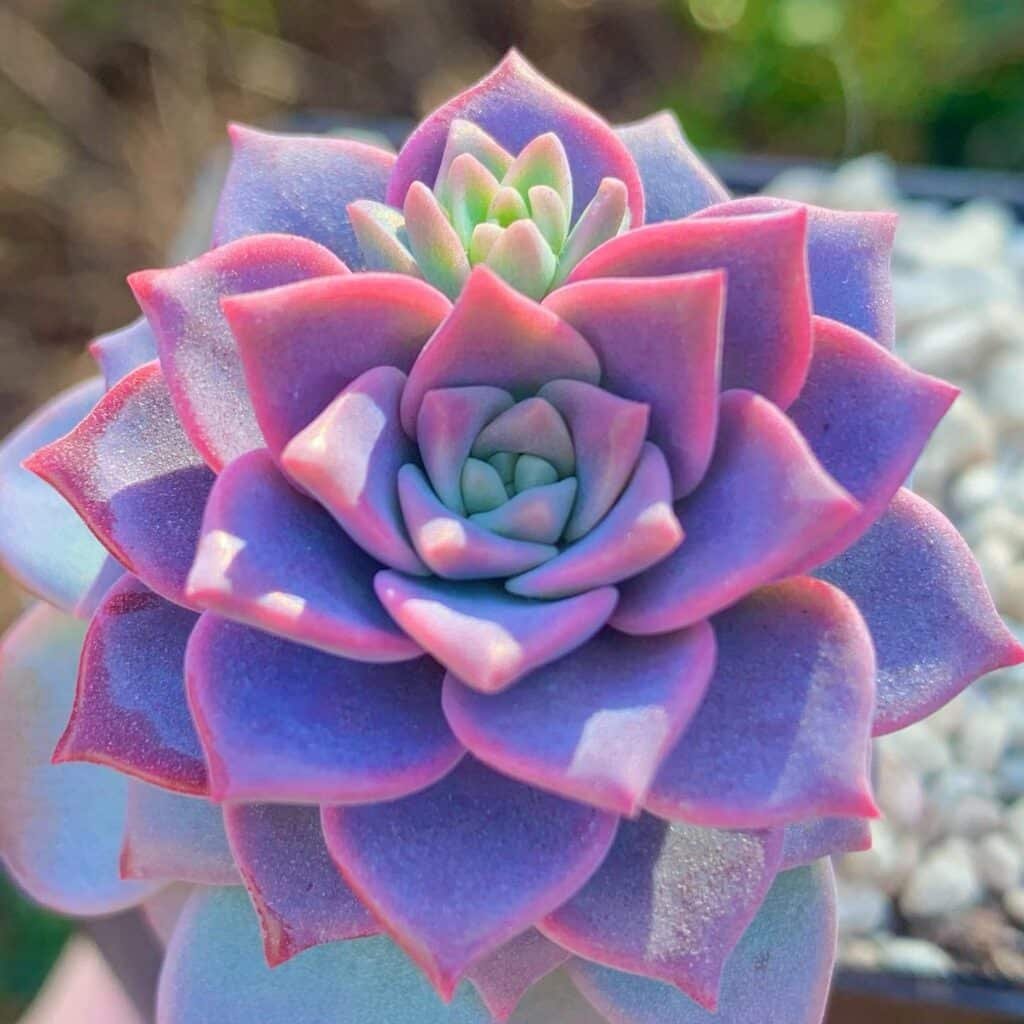 Do Succulents Need Drainage? A Comprehensive Guide to Succulent Care