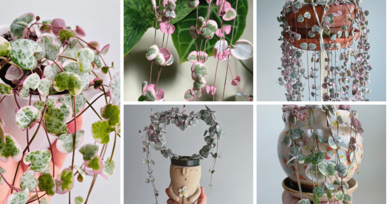 String of Hearts: A Tapestry of Nature's Elegance